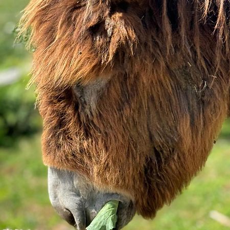 Quintinha Do Martins Leilighet Reboreda Eksteriør bilde