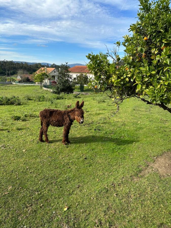 Quintinha Do Martins Leilighet Reboreda Eksteriør bilde