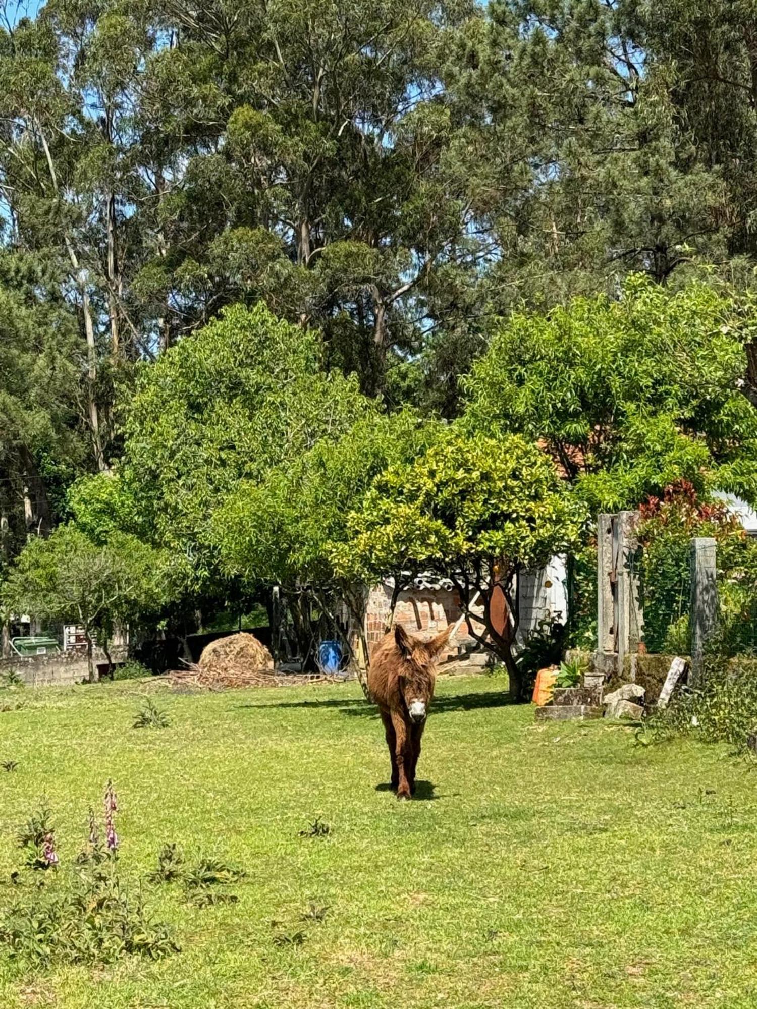 Quintinha Do Martins Leilighet Reboreda Eksteriør bilde